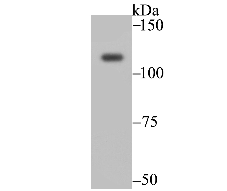 Exportin-5 Antibody