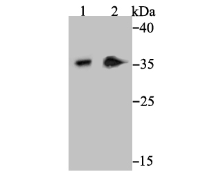 Syntaxin 3 Antibody