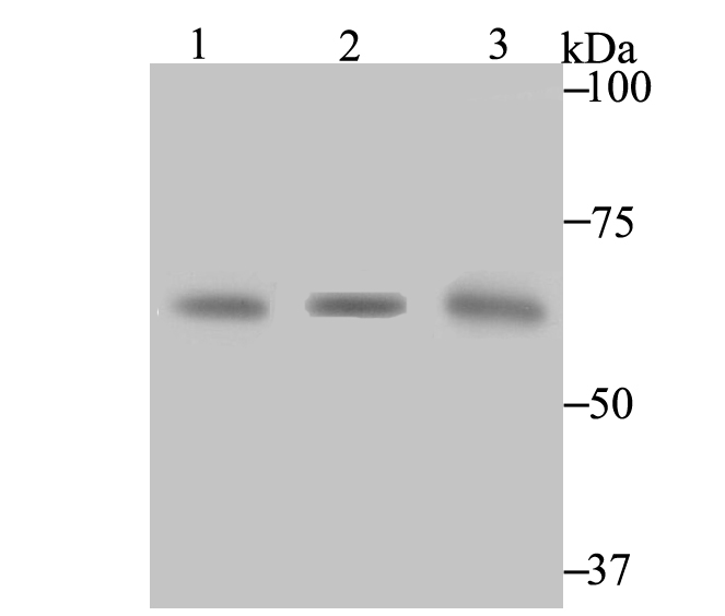 CBS Antibody