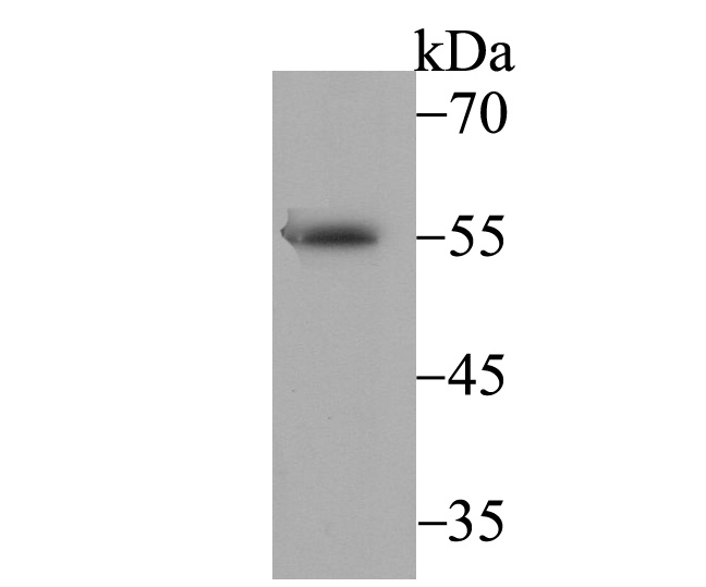 BAF57 Antibody