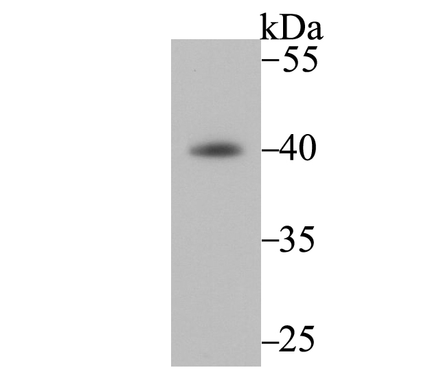 Fbx32 Antibody