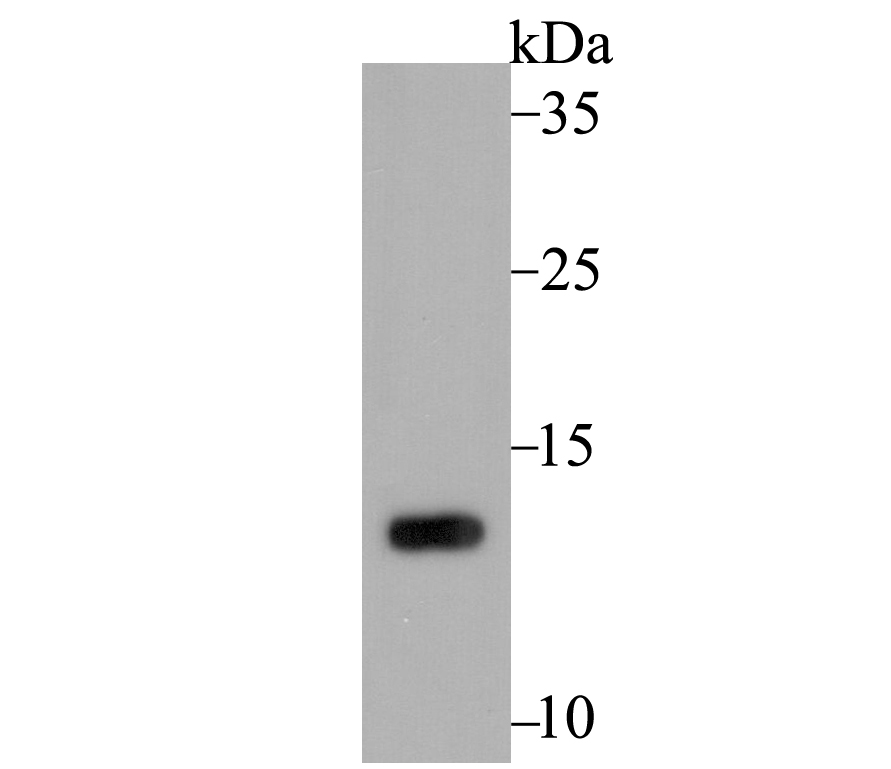 PEN2 Antibody