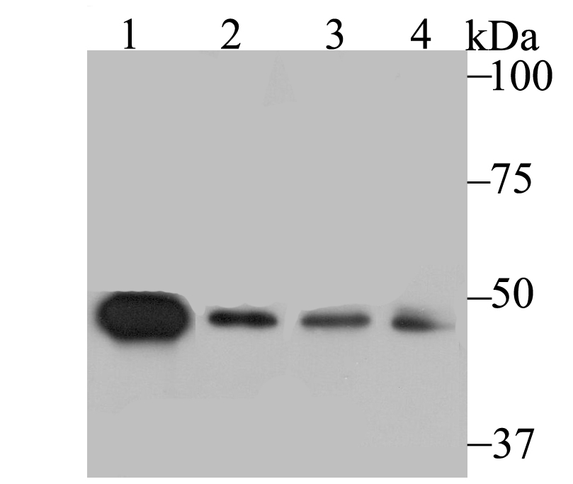 SFRP4 Antibody