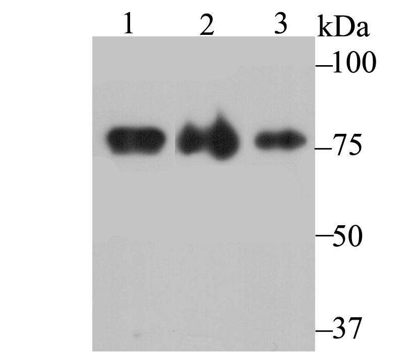 KHSRP Antibody