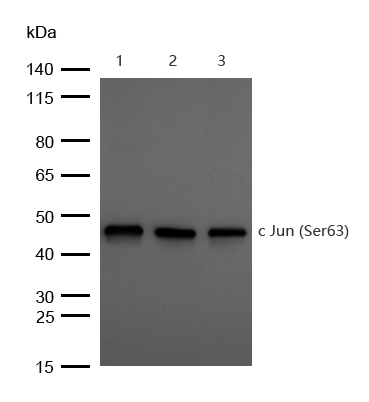 c Jun (Phospho-Ser63) Rabbit mAb