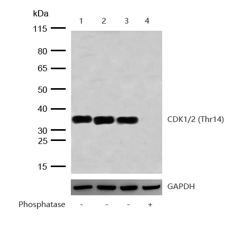 CDK1/2 (Phospho-Thr14) Rabbit mAb