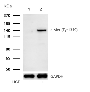c Met (Phospho-Tyr1349) Rabbit mAb