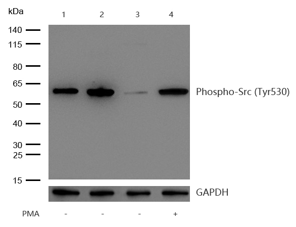 Src (Phospho-Tyr530) Rabbit mAb