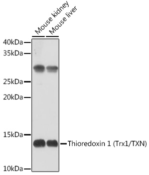 TXN Rabbit Polyclonal Antibody
