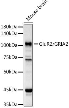GRIA2 Rabbit Polyclonal Antibody