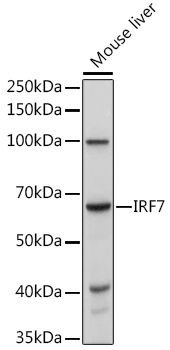 IRF7 Rabbit Polyclonal Antibody