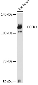FGFR3 Rabbit Polyclonal Antibody