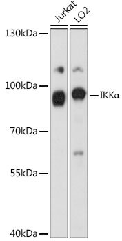 IKK alpha Rabbit Polyclonal Antibody