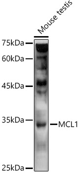 MCL1 Rabbit Polyclonal Antibody