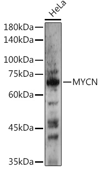 MYCN Rabbit Polyclonal Antibody