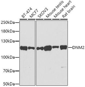 DNM2 Rabbit Polyclonal Antibody