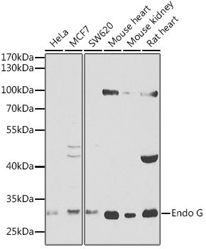 ENDOG Rabbit Polyclonal Antibody