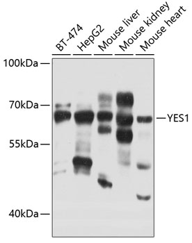YES1 Rabbit Polyclonal Antibody