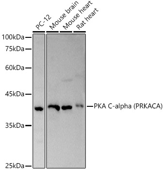 PRKACA Rabbit Polyclonal Antibody