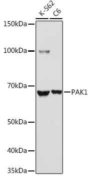 PAK1 Rabbit Polyclonal Antibody