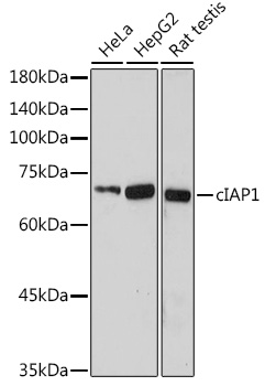 BIRC2 Rabbit Polyclonal Antibody