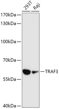 TRAF3 Rabbit Polyclonal Antibody