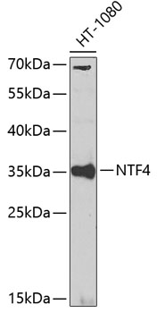 NTF4 Rabbit Polyclonal Antibody
