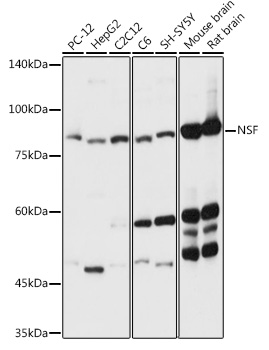NSF Rabbit Polyclonal Antibody