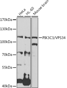 PIK3C3 Rabbit Polyclonal Antibody