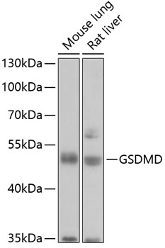 GSDMD (Full Length+N terminal) Rabbit Polyclonal Antibody