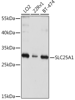 SLC25A1 Rabbit Polyclonal Antibody