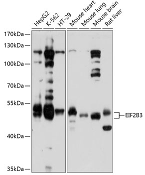 EIF2B3 Rabbit Polyclonal Antibody