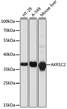 AKR1C2 Rabbit Polyclonal Antibody