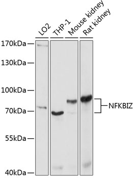 NFKBIZ Rabbit Polyclonal Antibody