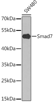 SMAD7 Rabbit Polyclonal Antibody
