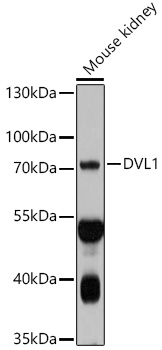 DVL1 Rabbit Polyclonal Antibody