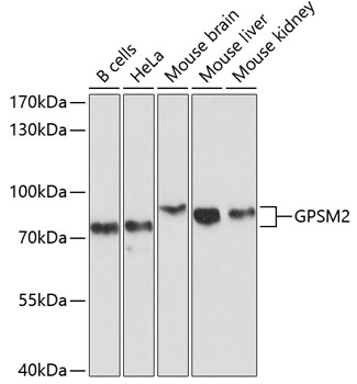 GPSM2 Rabbit Polyclonal Antibody