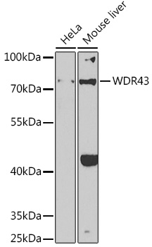 WDR43 Rabbit Polyclonal Antibody