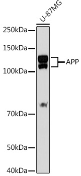APP Rabbit Polyclonal Antibody