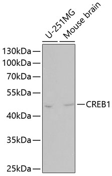 CREB1 Rabbit Polyclonal Antibody