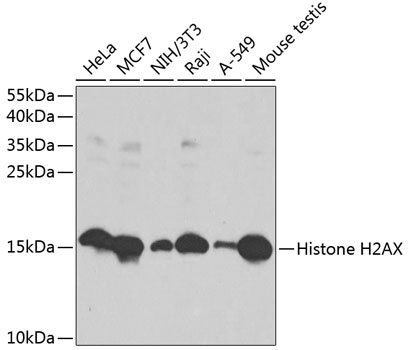 Histone H2AX Rabbit Polyclonal Antibody