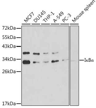 IKB alpha Rabbit Polyclonal Antibody