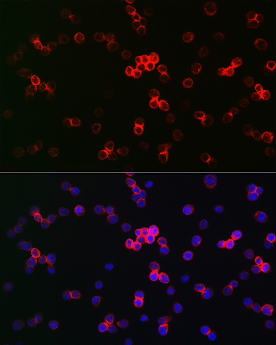 IRF3 Rabbit Polyclonal Antibody