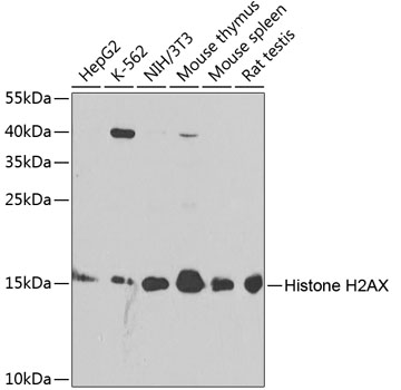 Histone H2AX Rabbit Polyclonal Antibody