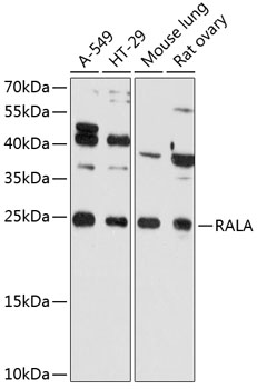 RALA Rabbit Polyclonal Antibody
