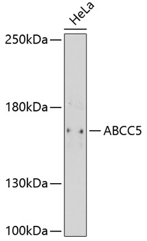 ABCC5 Rabbit Polyclonal Antibody