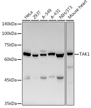 MAP3K7 Rabbit Polyclonal Antibody
