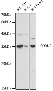 SPON2 Rabbit Polyclonal Antibody