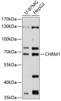 CHRM1 Rabbit Polyclonal Antibody