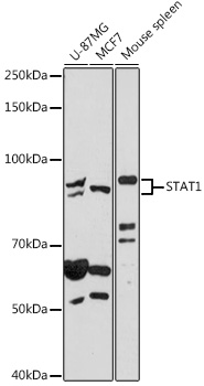 STAT1 Rabbit Polyclonal Antibody